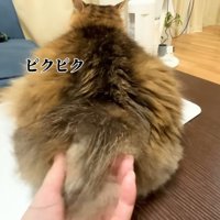 ピクピク(後ろ姿)