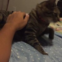 立ち上がる猫と人間の腕