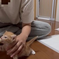 ミルクを飲む子猫