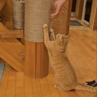座って爪とぎをする猫