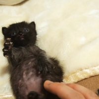 仰向けの子猫