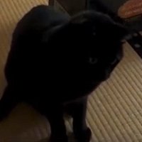 一点を見つめる猫