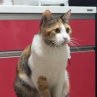 椅子の上に座る猫