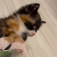 寝入りそうになって目を開ける子猫