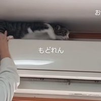後ろに下がろうとする猫