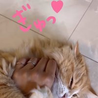 飼い主の手に抱きついている猫「ぎゅっ♡」