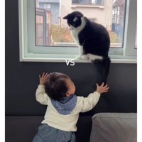 猫と赤ちゃん