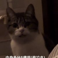 ママを見つめるキジ白猫