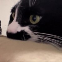 飼い主の服を噛む猫