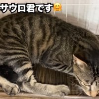 寝そべる子猫