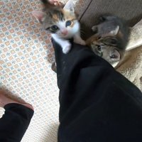 足元にいる2匹の猫