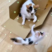 成猫と遊ぶ子猫