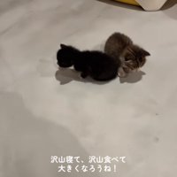 お部屋を歩く赤ちゃん猫