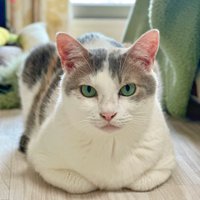 香箱座りの猫
