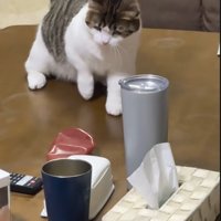 様子を見るねこ