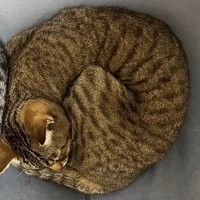 キジトラちゃん