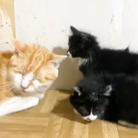 寝ている成猫に近づく2匹の子猫