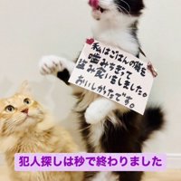 首から盗み食いの札を下げるハチワレ猫とそれを見る茶トラ猫