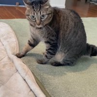 その場に腰を下ろす猫