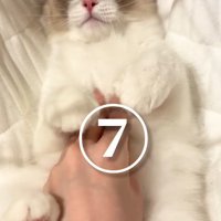 おなかをなでられる猫
