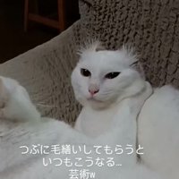毛づくろいされた猫