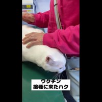 ワクチン注射に来たハクくん