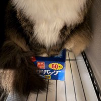 箱に入っているのは前足だけ