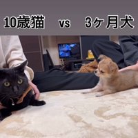 首を傾げる子犬