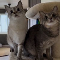目の前の物の動きに合わせて、首を動かす2頭の猫