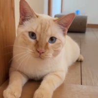 伏せをしている猫