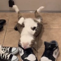 後頭部をつける猫