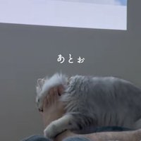 飼い主の足に前足を回して噛みついている猫