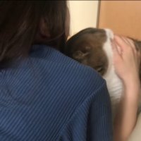 起きた飼い主に撫でられる猫