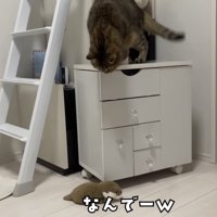 「なんでーw」のテロップ写真