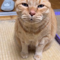 目を開けて飼い主を見上げる猫