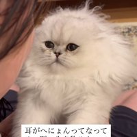 怒られて耳が寝ている子猫