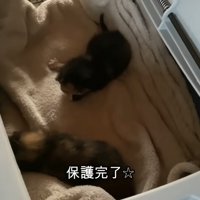 キャリーの中にいる2匹の子猫