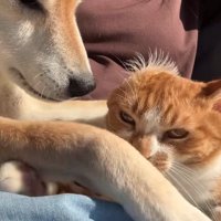 半目になっている猫を見つめる柴犬