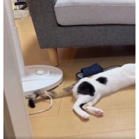 床にいる猫