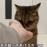 手を見つめる猫