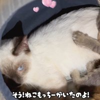 くっついている2匹の猫