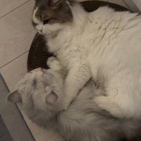 一緒に寝ている猫2匹