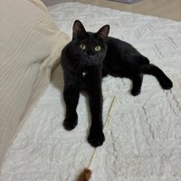 猫じゃらしを前足で押さえている猫
