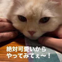 テーブルの上でくつろいでいる猫と猫に触れている人