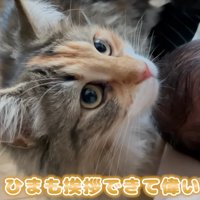 見上げる猫