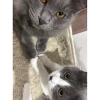 室内にいる猫