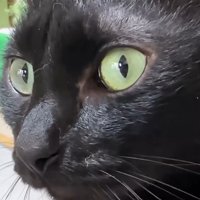 黒猫アップ