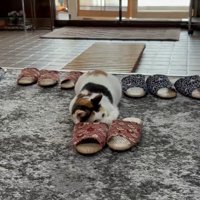 向かって右を向く猫