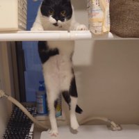 洗濯機の上に乗る猫1