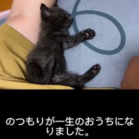 寝ている子猫